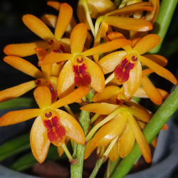 LUISIA PSYCHE X ASCOCENTRUM GARAYII