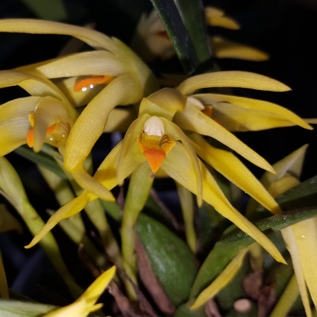 MAXILLARIA SHEPARDII