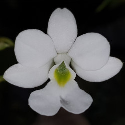 OEONIA VOLUCRIS