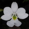 OEONIA VOLUCRIS