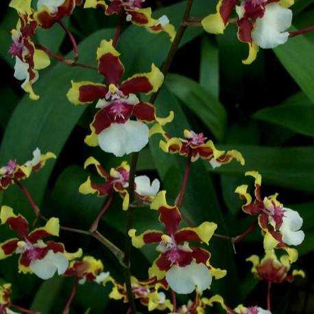 ONCIDIUM SHARRY BABY TRICOLOR