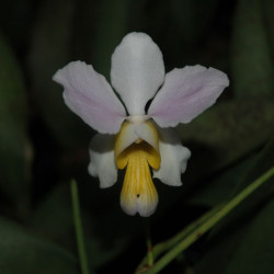 PAPILIONANTHE TERES