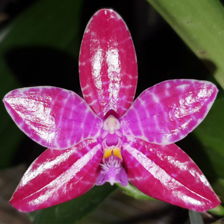 PHALAENOPSIS LUEDDEMANIANA DARK