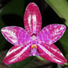 PHALAENOPSIS LUEDDEMANIANA DARK