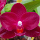 PHALAENOPSIS SOGO RELAX X GOLDEN SUN X SPECIOSA