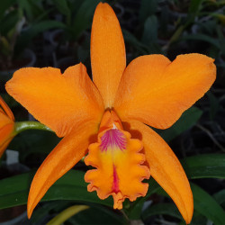 POTINARA SAMBA LARANJA