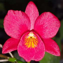 SOPHROLAELIOCATTLEYA SEAGULL RAINDROP X CTNA WHY NOT