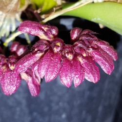 BULBOPHYLLUM PULCHELLUM