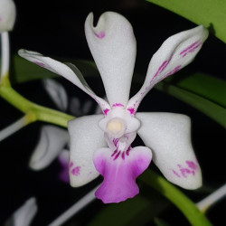 VANDA LUZONICA