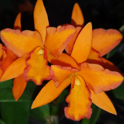 RHYNCHOLAELIOCATTLEYA FUCHS ORANGE NUGGETS