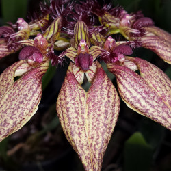 BULBOPHYLLUM ROTHSCHILDIANUM X ORNATISSIMUM