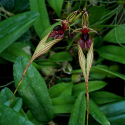 BULBOPHYLLUM ROTHSCHILDIANUM X FASCINATOR