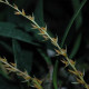 BULBOPHYLLUM RUFINUM