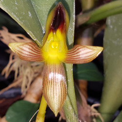 BULBOPHYLLUM SP VIETNAM