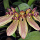 BULBOPHYLLUM SP. MADAGASCAR