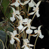 AERANGIS KOTSKIANA