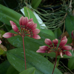 BULBOPHYLLUM STRAMINEUM
