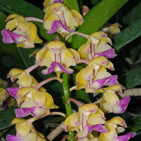 AERIDES HOULLETIANA