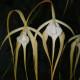 BRASSAVOLA CUCULLATA