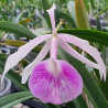 BRASSOLAELIOCATTLEYA MORNING GLORY