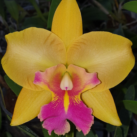 BRASSOLAELIOCATTLEYA DURIGAN X PACO DE AGUDAR X RODRIGO SUZUKI