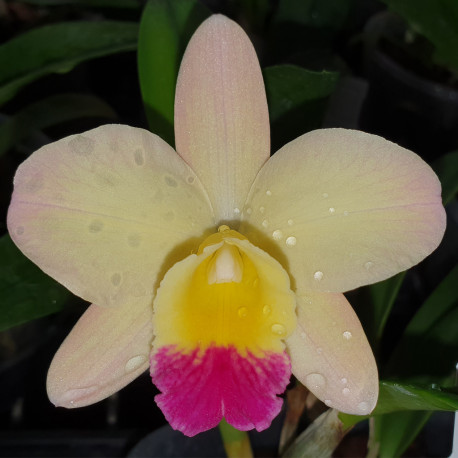 CATTLEYA ANGEL SONG KEWPIE