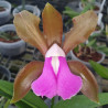 CATTLEYA BICOLOR VAR. GROSSII