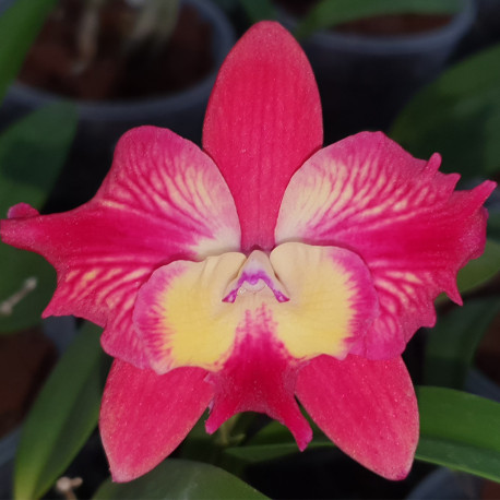 CATTLEYA COSMIC DELITE