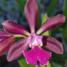 CATTLEYA LANDATE DWART X ENCYCLIA PHOENICA