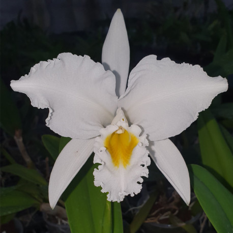 CATTLEYA LILIAN SANDER  GASKELLIANA ALBA X INTERTEXA