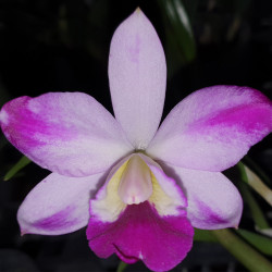 CATTLEYA MONA PINK HIROMI