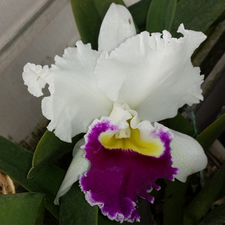 CATTLEYA ORGLADE'S GRAND