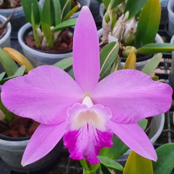 CATTLEYA RUBIN X CATTLEYA SINCORANA