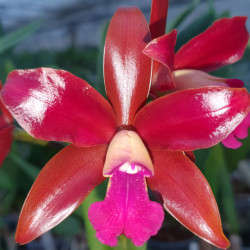 CTT SAGARIK WAX AFRICAN BEAUTY