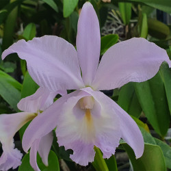 CATTLEYA SEA BREEZE BLUE RIBBON