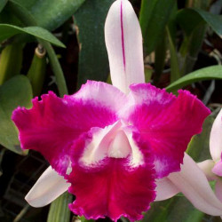 CATTLEYA TAIWAN BEAUTY