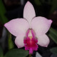 CATTLIANTHE JAPANESE BEAUTY SAKURA