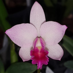 CATTLIANTHE JAPANESE BEAUTY SAKURA