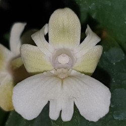 DENDROBIUM NIEP SNOWFLAKE