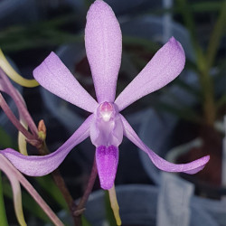 HOLCOFINETIA DOCTOR JUDY X DARWINARA CHARM