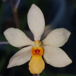 HOLCOGLOSSUM SUBULIFOLIUM X VANDA MINIATA