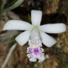 LAELIA LUINDII COERULEA