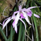 LEPTOTES POHLITINOCOI