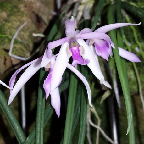 LEPTOTES POHLITINOCOI