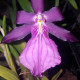 MILTONIA SPECTABILIS VAR MORELLIANA