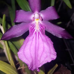 MILTONIA SPECTABILIS VAR MORELLIANA