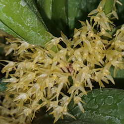 MYOXANTHUS SP