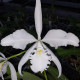 CATTLEYA MAXIMA ALBA