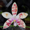 PHALAENOPSIS SPECIOSA X MARIAE