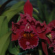 RHYNCHOLAELIOCATTLEYA CHIA LIN NEW CITY